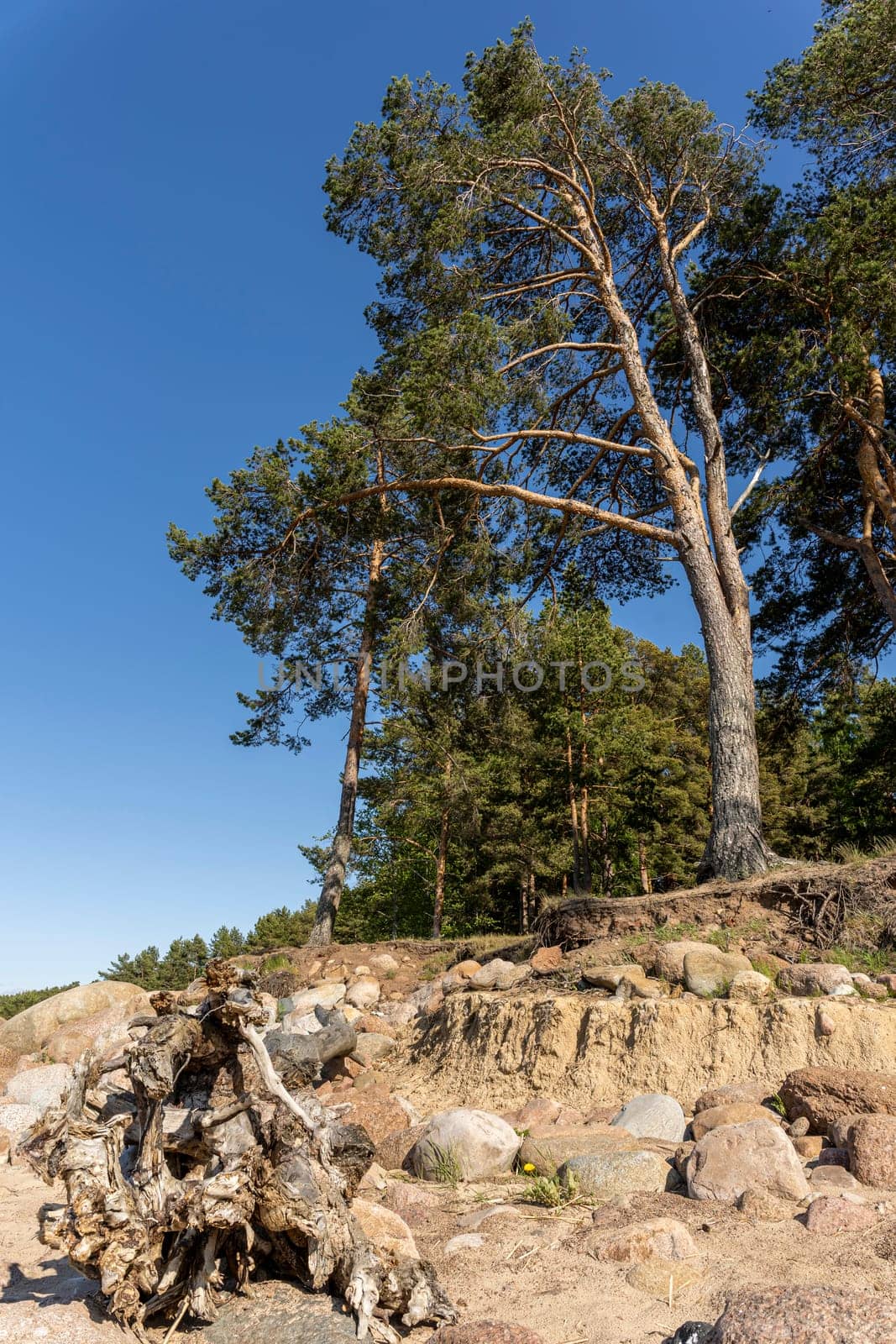 Panorama view of the sea bay and pine forest and blue sky and stones on the sandy shore. Beautiful landscape. Gulf of Finland. Baltic. vertical photo