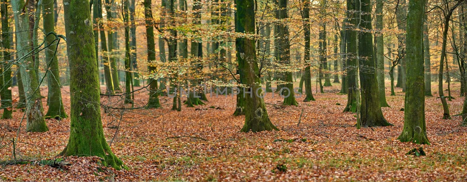 Forest, autumn and leaves on ground with trees in nature or environment with natural landscape. Tree, outdoor and woods with leaf in fall season with orchard or oak in the park or field with space. by YuriArcurs