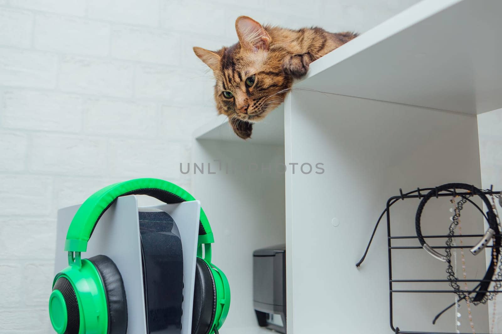 Long-haired charcoal bengal kitty cat laying on the white shelf indoors