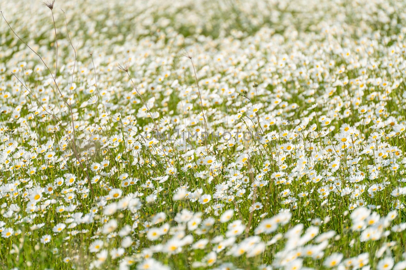 Daisy Chamomile background. Beautiful nature scene with blooming chamomilles in sun flare. Sunny day. Summer flowers