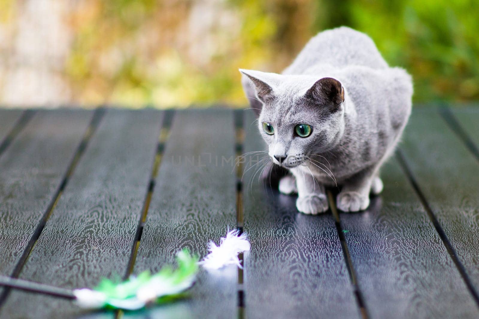 British playful cat on a table outdoors. Gaze, home pet, healthy lifestyle concept.