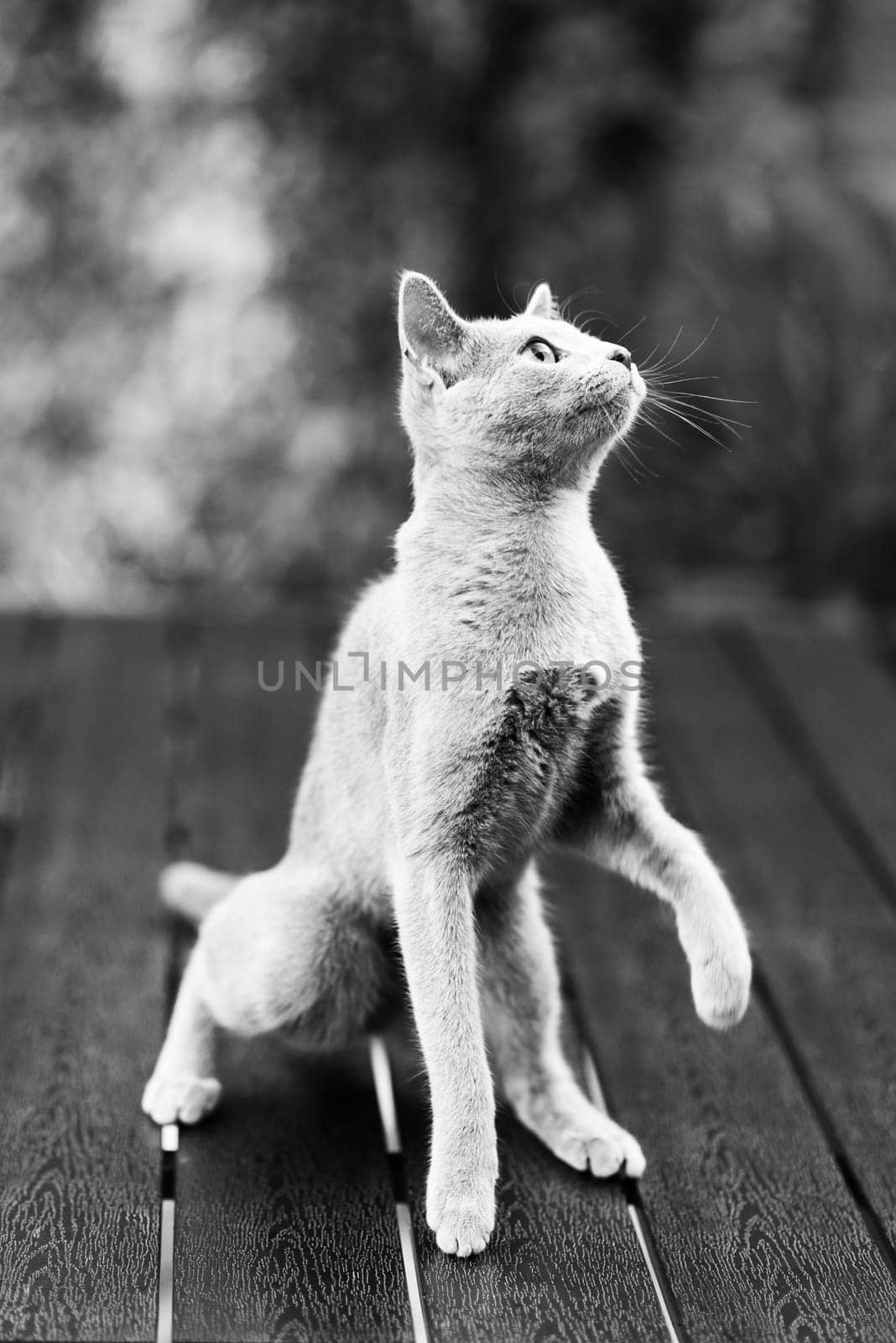 British playful cat on table outdoors. Gaze, home pet, healthy lifestyle concept. by Zelenin