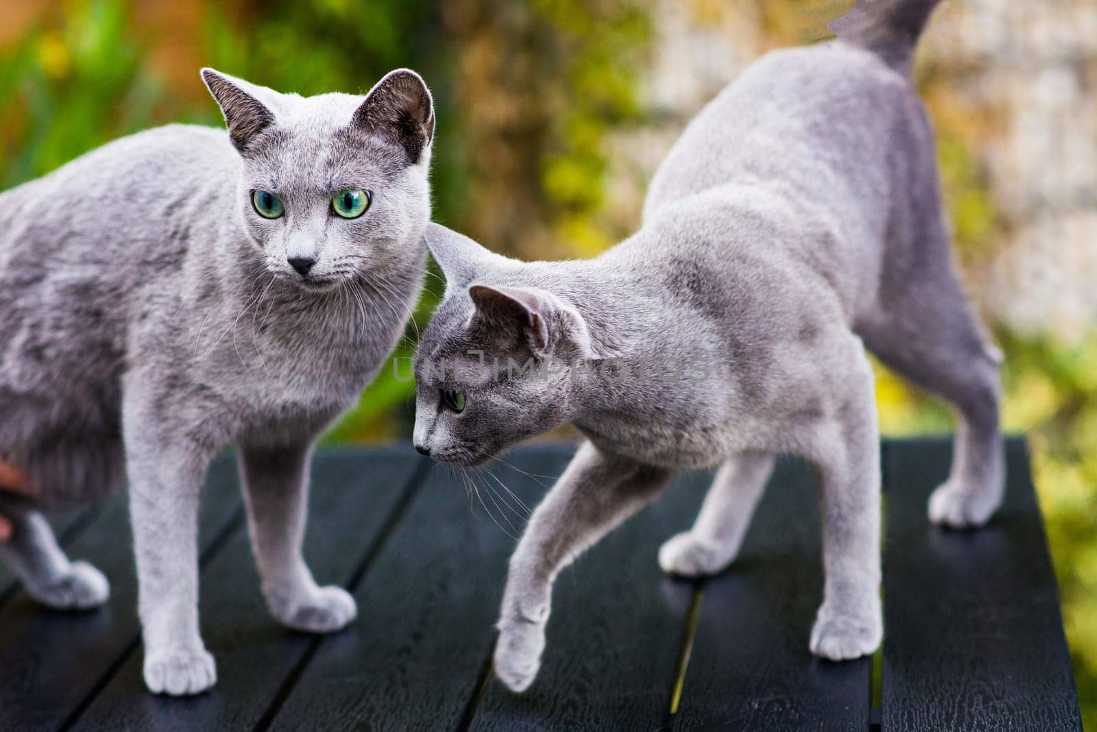 British playful cat on a table outdoors. Gaze, home pet, healthy lifestyle concept.