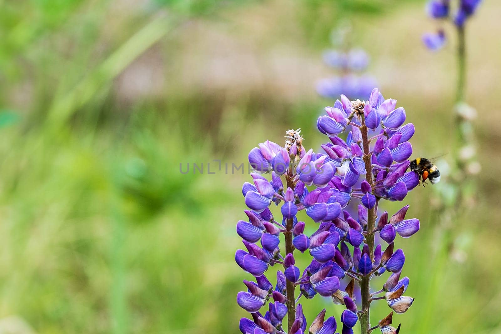 Blooming lupine and flying bumblebee. Nature, summer flowers. Selective focus. Copy space.