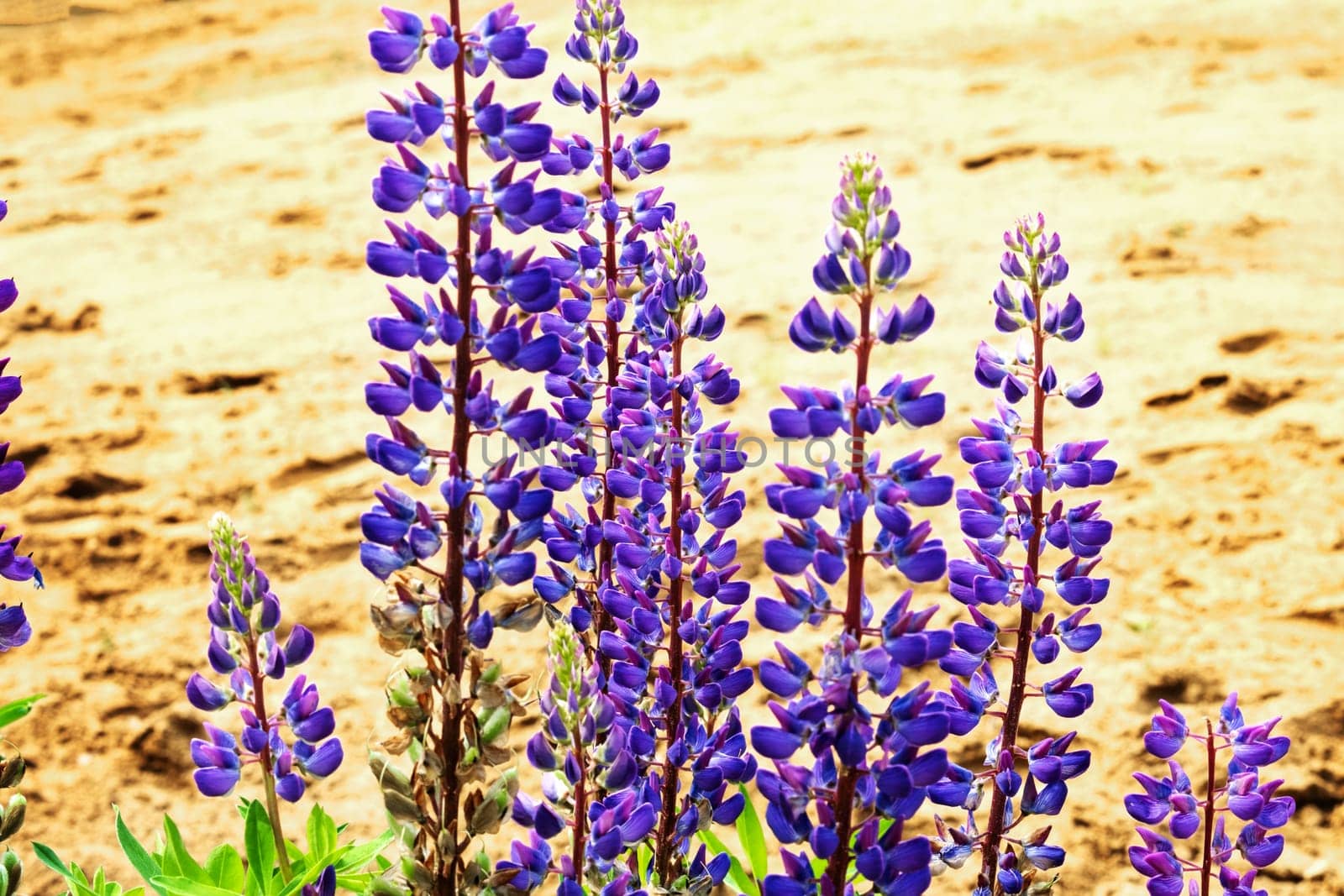 Blooming lupine. Nature, summer flowers. Selective focus. Copy space.