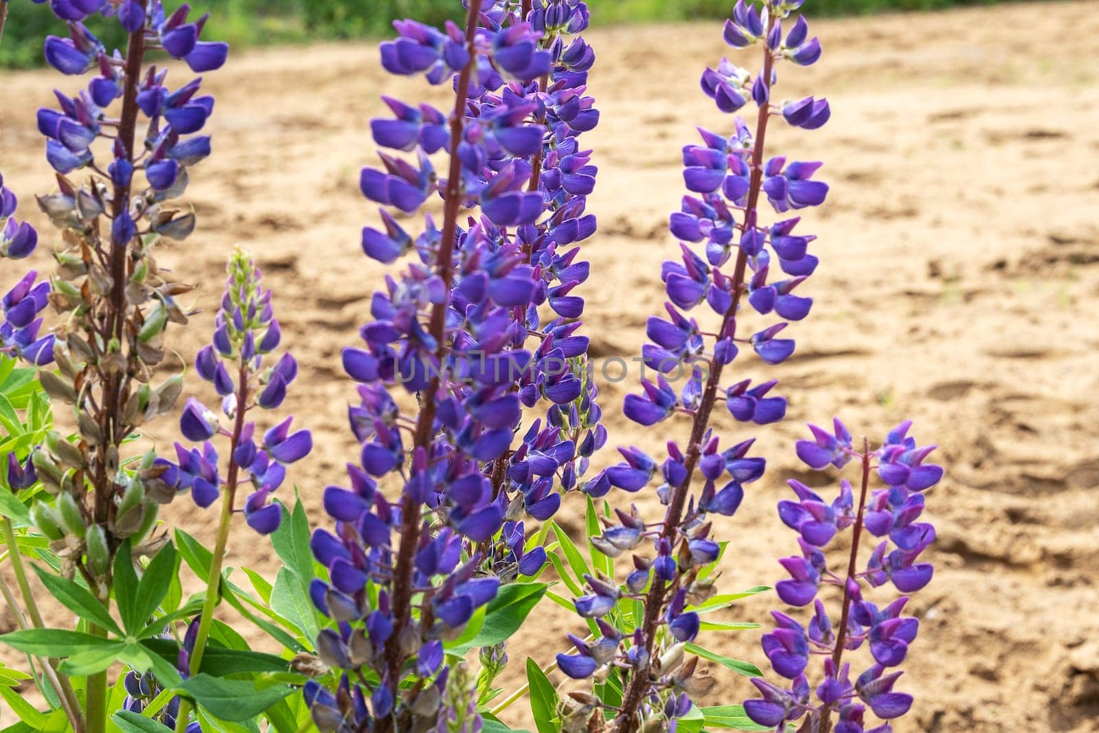 Blooming lupine. Nature, summer flowers. Selective focus. Copy space.