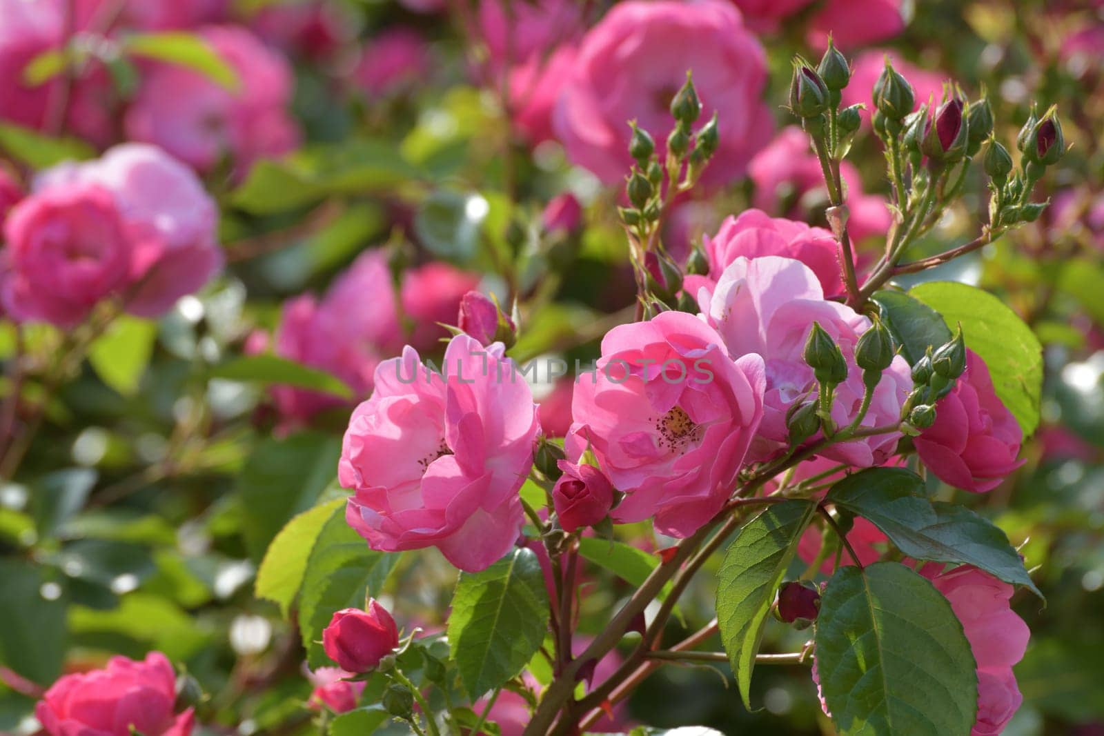 Bushy pink rose blooming profusely