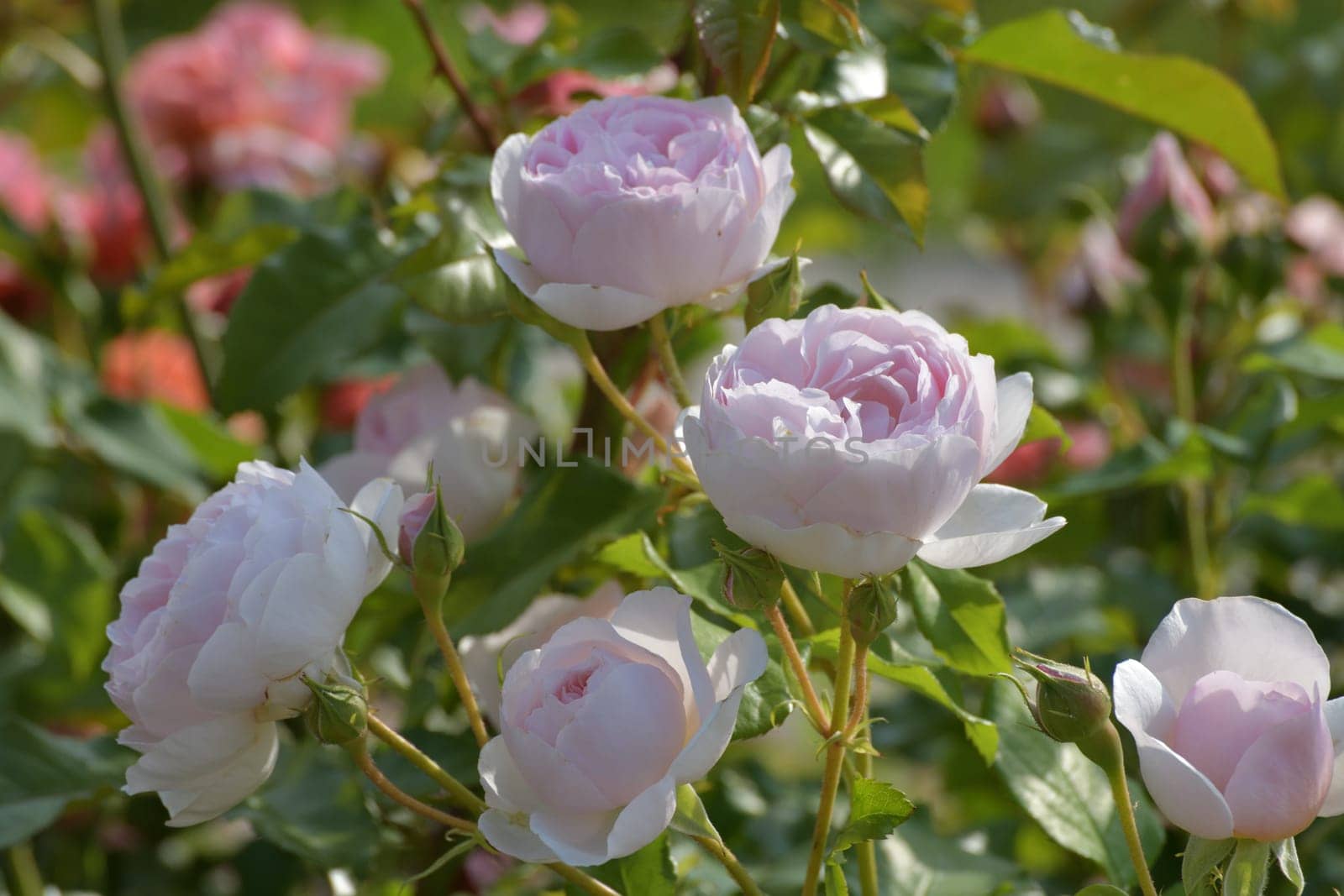 The Beautiful white and avarietal rose