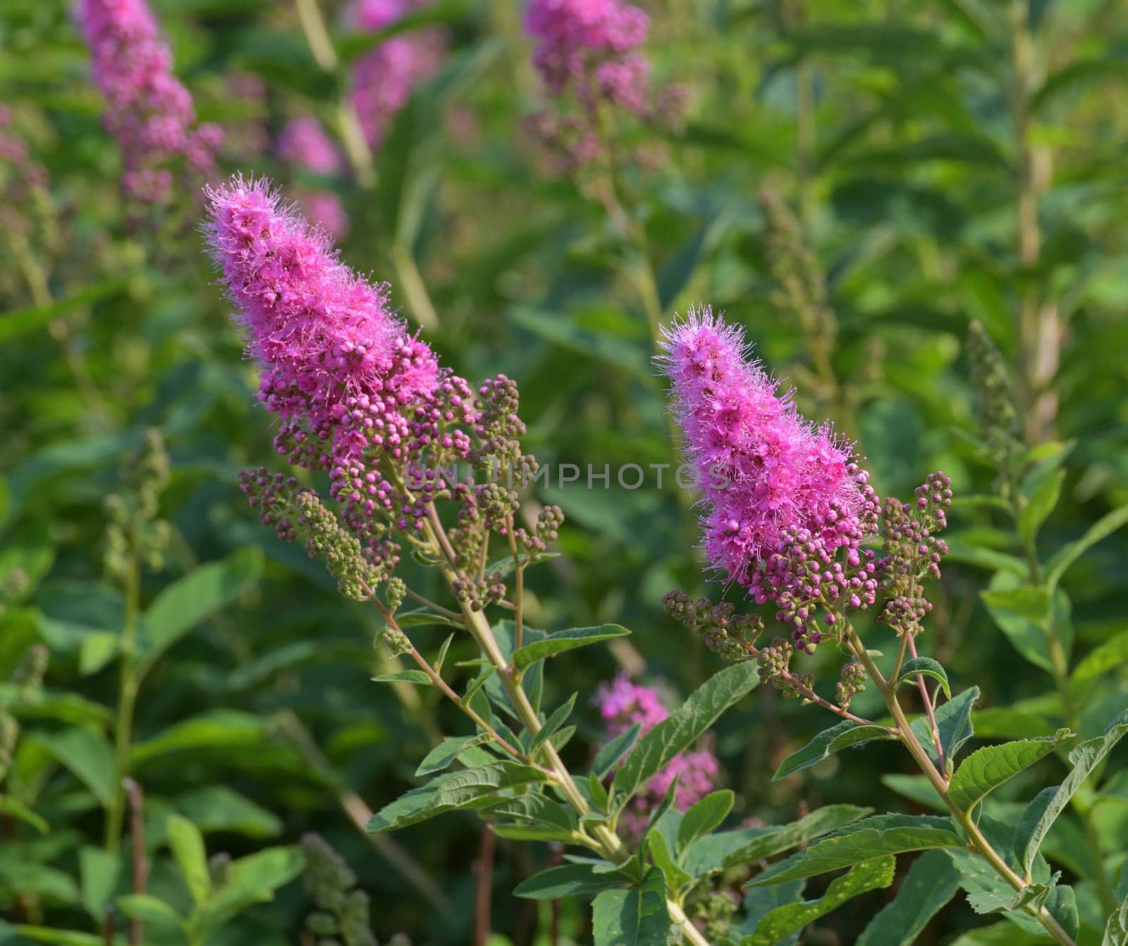 Spiraea salicifolia blooms profusely in spring