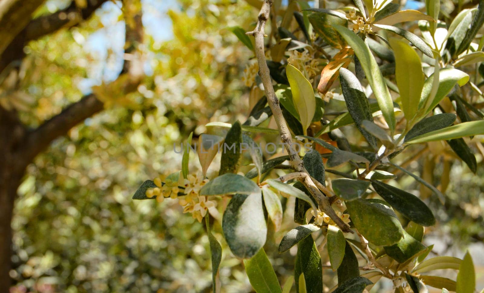 Background of olive leaves, flowering olive branches on a sunny day.