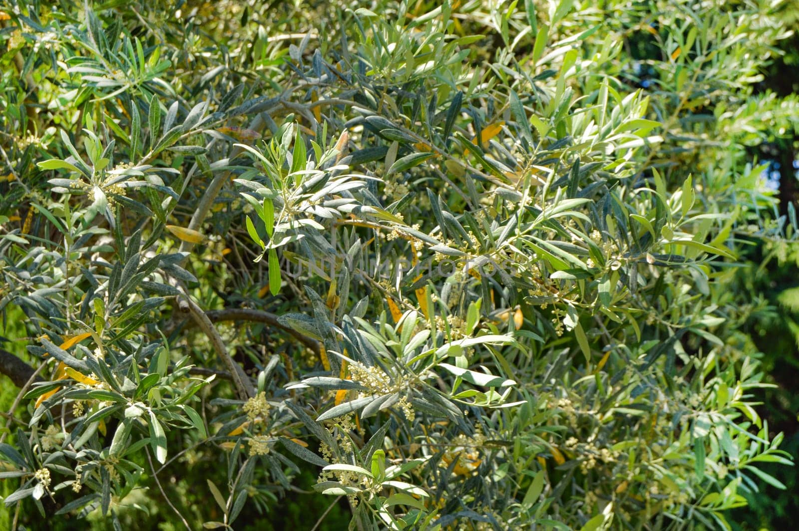 Background of olive leaves, flowering olive branches on a sunny day.