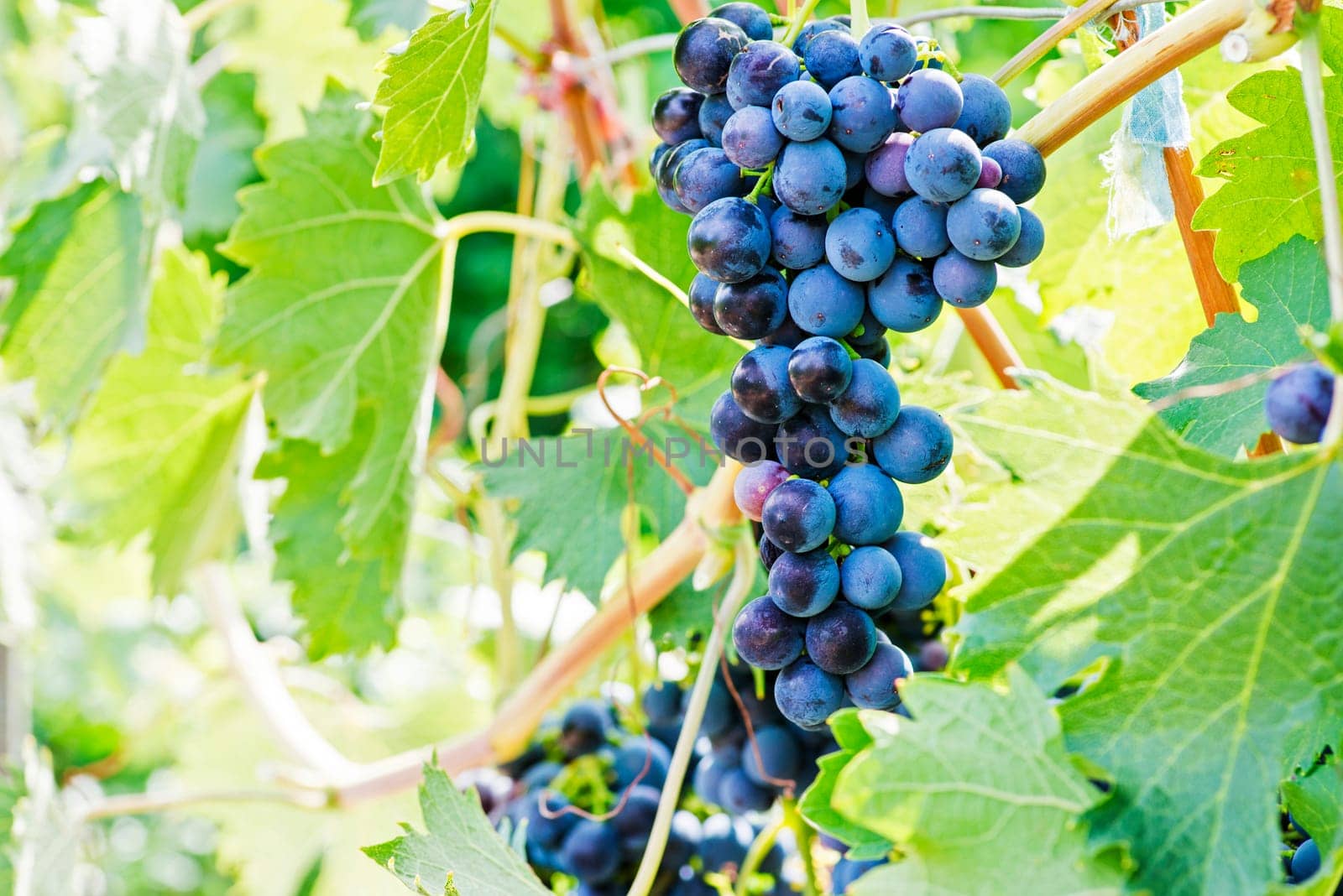Blue grapes in a vineyard. Bunch of grapes on a vine. Grape harvest.