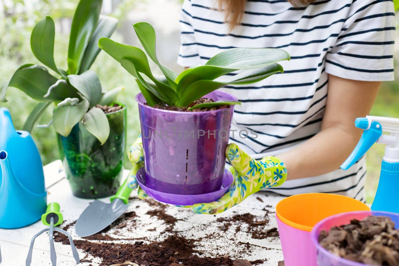Transplant plants orchids. Woman in gloves is transplanting orchids plant into the new pot on the white wooden table.