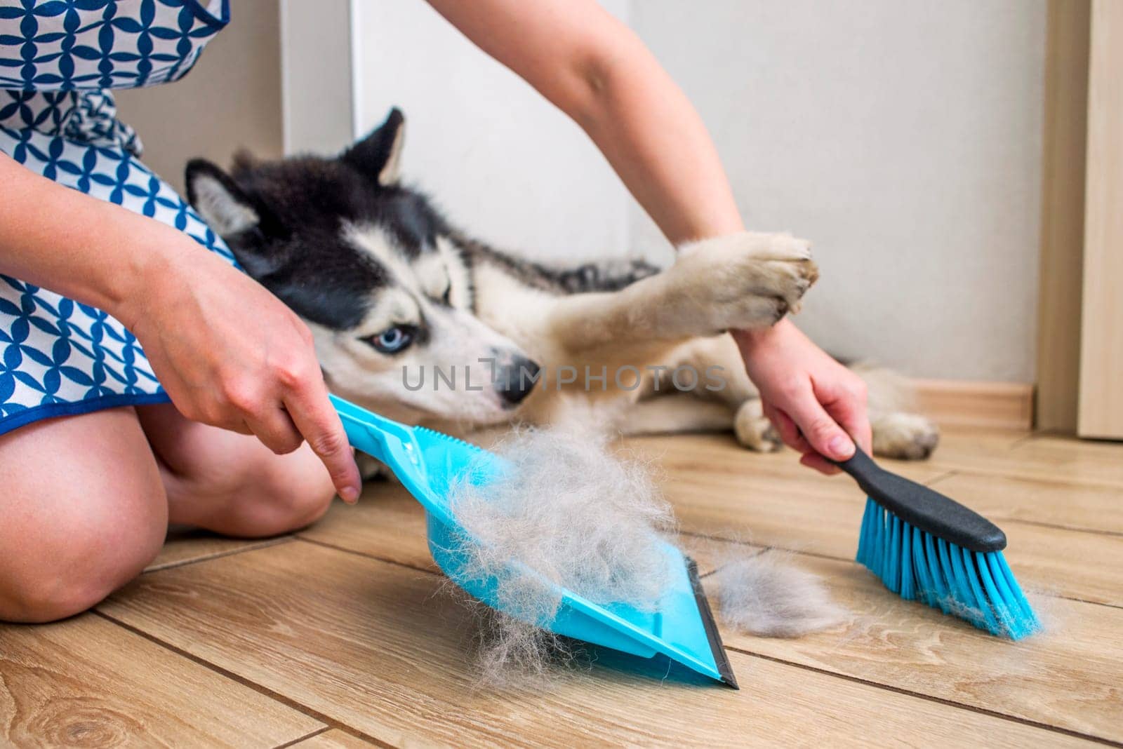 A woman removes dog hair after molting a dog with a dustpan and broom at home. Cleaning dog hair at home. Pet care.