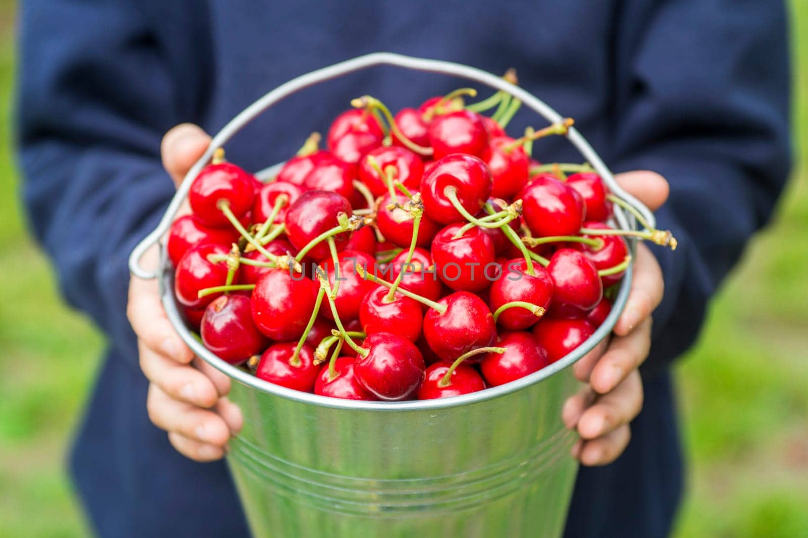 A boy is holding metal bucket with freshly picked cherries. A child is holding a bucket with juicy ripe cherries.
