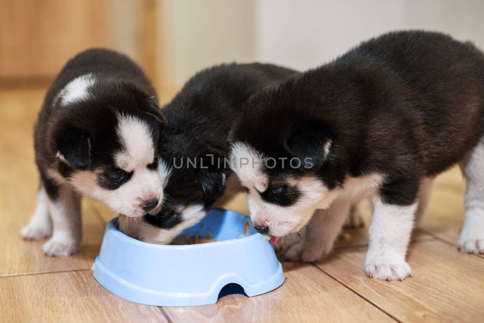 Cute siberian husky puppies eating from feeding bowl at home. Dog feeding.