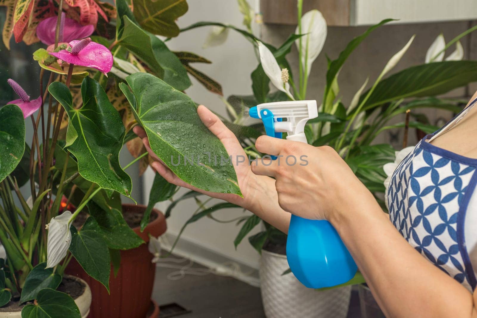 A female hand spraying water on indoor house plant. A woman cares for her flowers in domestic room.