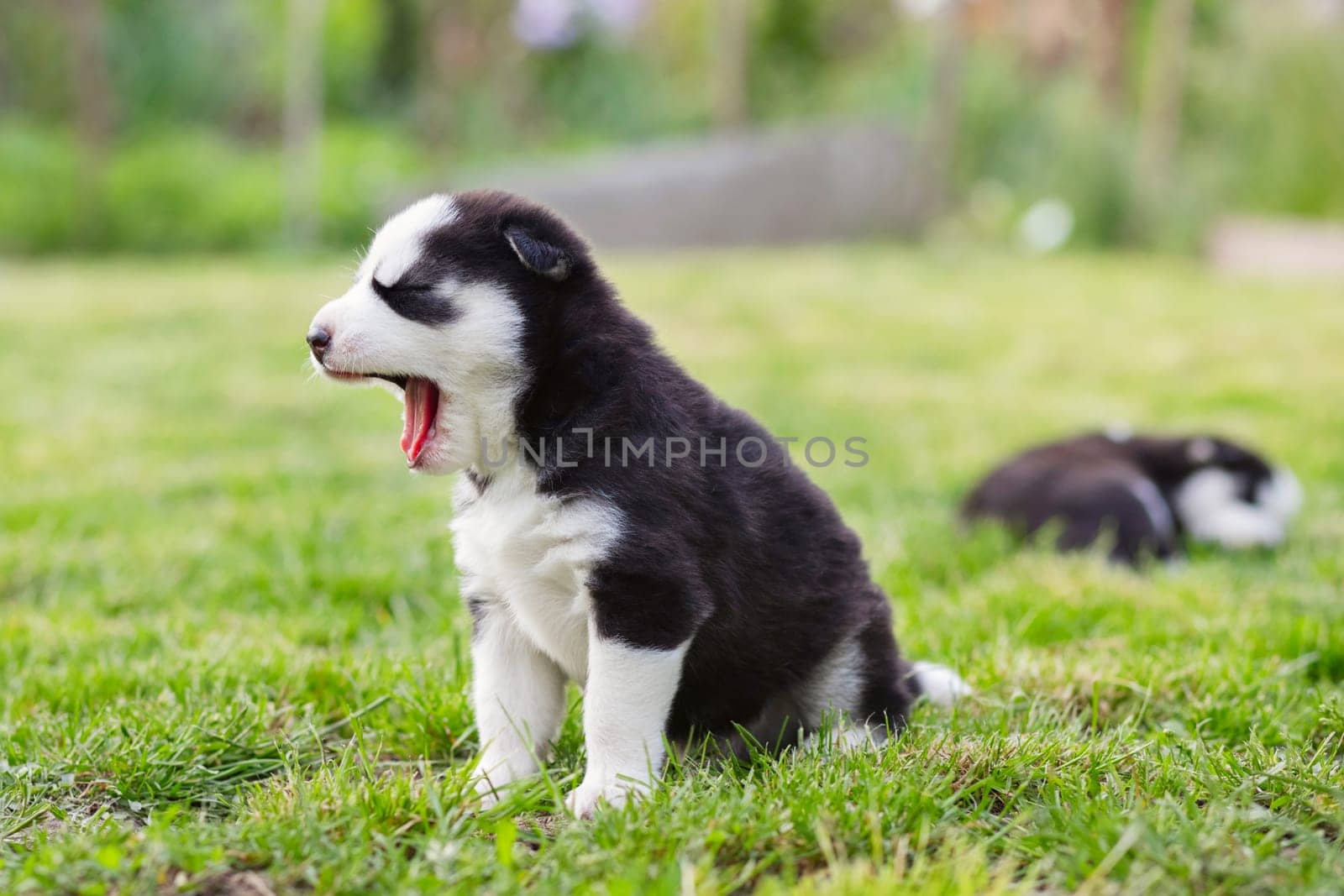 Cute siberian husky puppy with blue eyes sitting in green grass on a summer day.