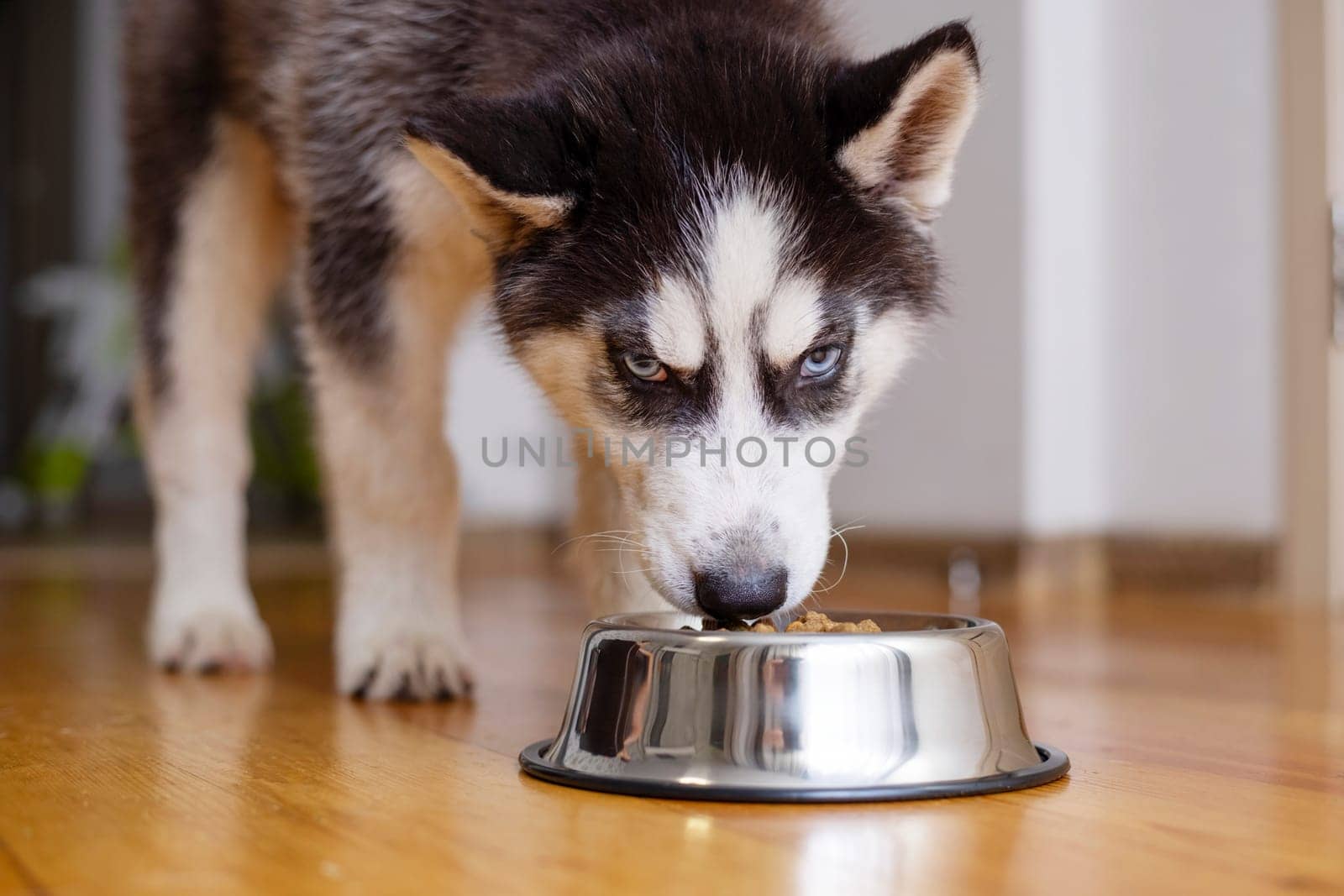 Cute Husky puppy eating from a bowl at home. The puppy is eating food. Adorable pet.