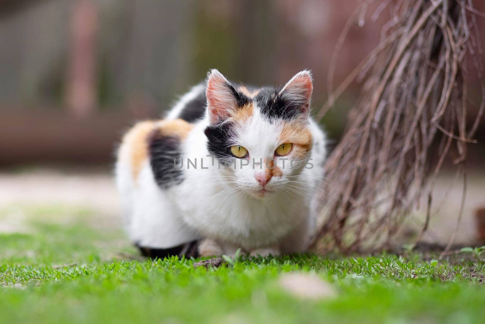 A cute cat is lying on green grass and looking at camera. A cat outdoors.