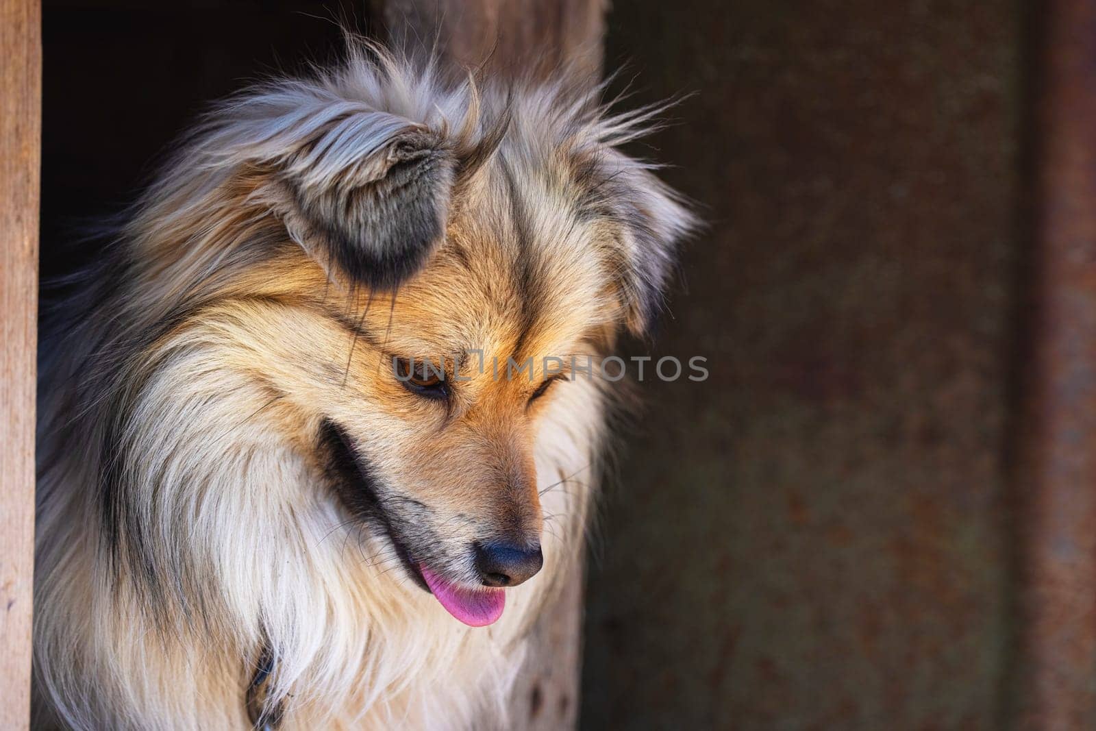 Closeup portrait of cute mutt dog. The muzzle of a mongrel with red hair