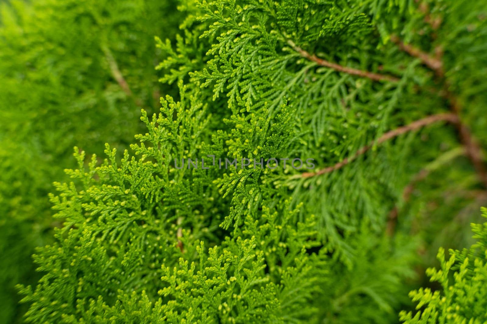 Closeup of cypress tree branch in the hedge in garden. Green leaves background, fresh summer cypress leaves. Texture of Pine branch. by TEERASAK