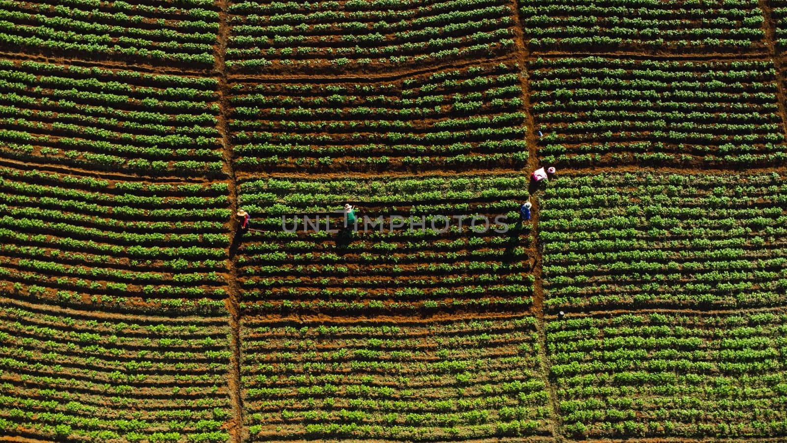 Aerial view of farmers working in a Chinese cabbage field or strawberry farm, agricultural plant fields with mountain hills in Asia. Vegetable farm and modern business concept. by TEERASAK