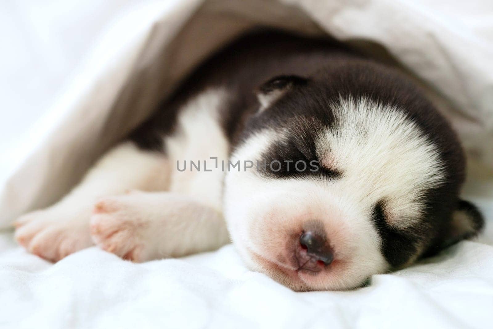 Siberian Husky puppy sleeps under a white blanket on the bed. Newborn puppy sleeping.