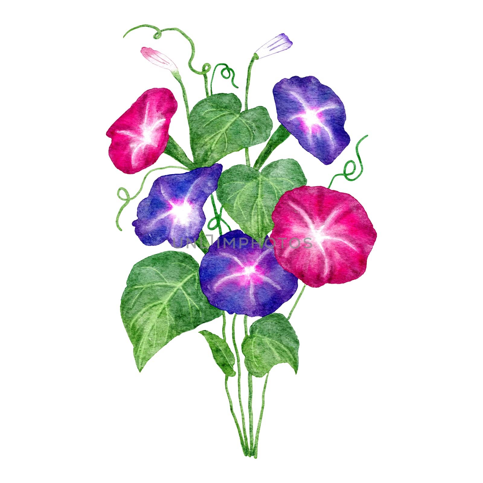 Hand drawn watercolor illustration of morning glory flower, Ipomoea floral in pink purple, green leaves. Garden bloom blossom botanical nature design, japanese style plant, ivy drawing gardening
