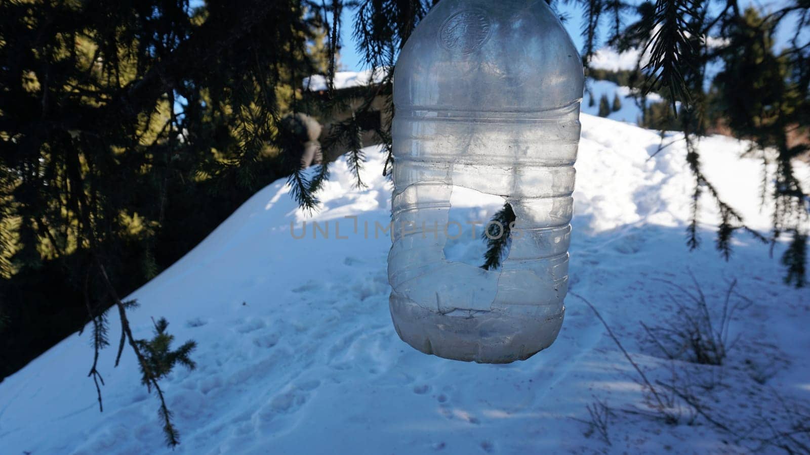 A plastic bottle feeder is hanging on a tree in the forest. Coniferous branches of a Christmas tree with sharp needles. There is white snow, the trail is visible. Dry bushes stick out of the snow.