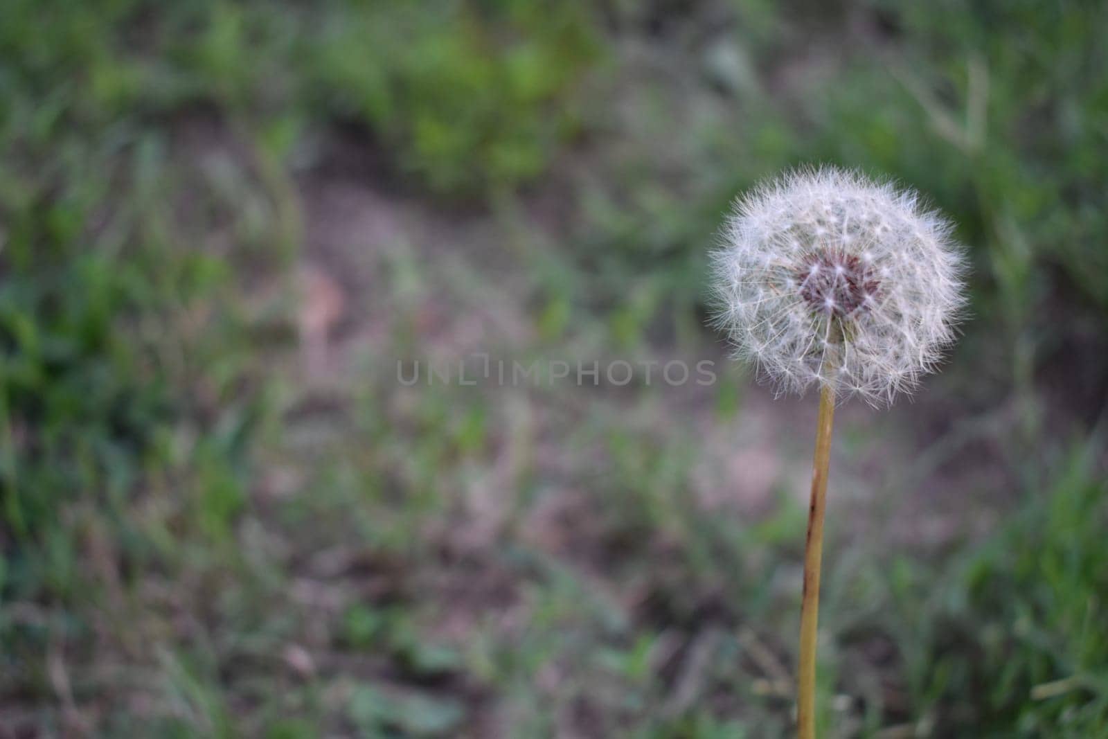 Seeding Dandelion on Right in Grassy Oklahoma Meadow in the Summer . High quality photo
