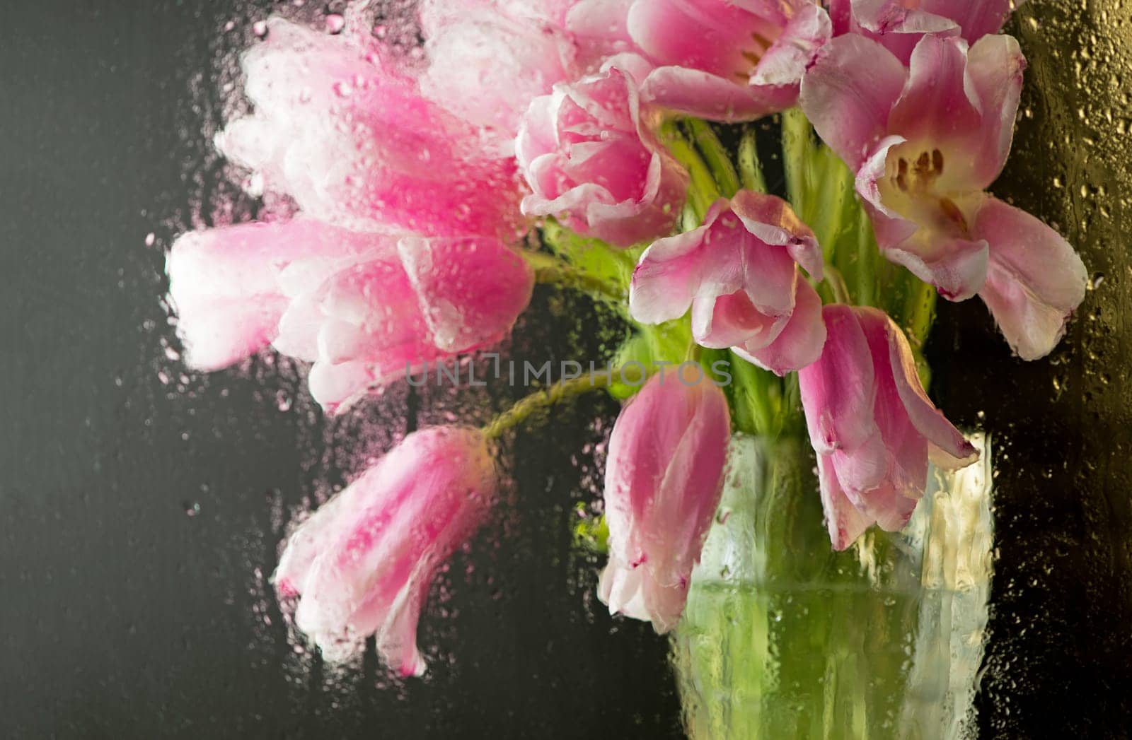 Rain outside pink tulips behind the glass window in the house