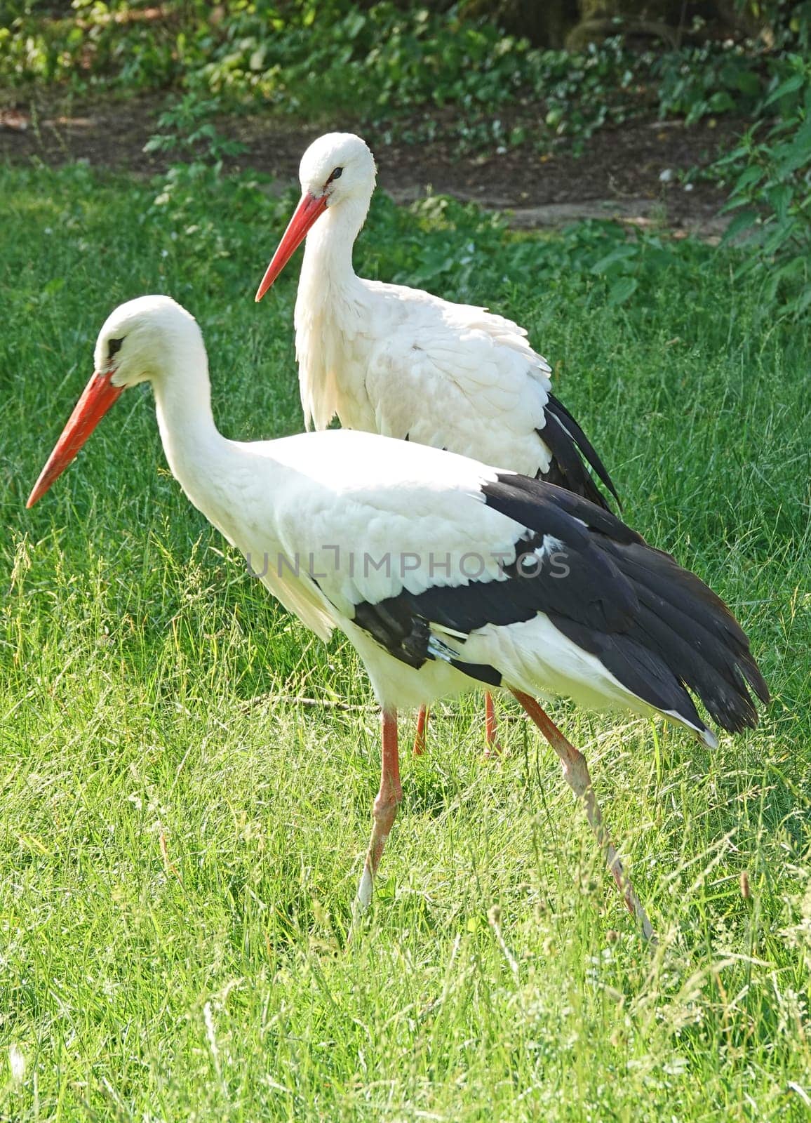 Two storks in a meadow. One stork passes the other one