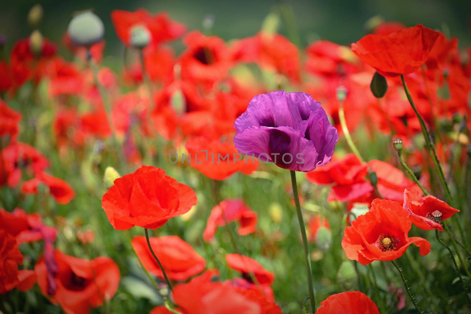 Purple poppy flower among red ones - uniqueness. Beautiful poppies blooming in the field. Beautiful summer background with flowers.  by Montypeter