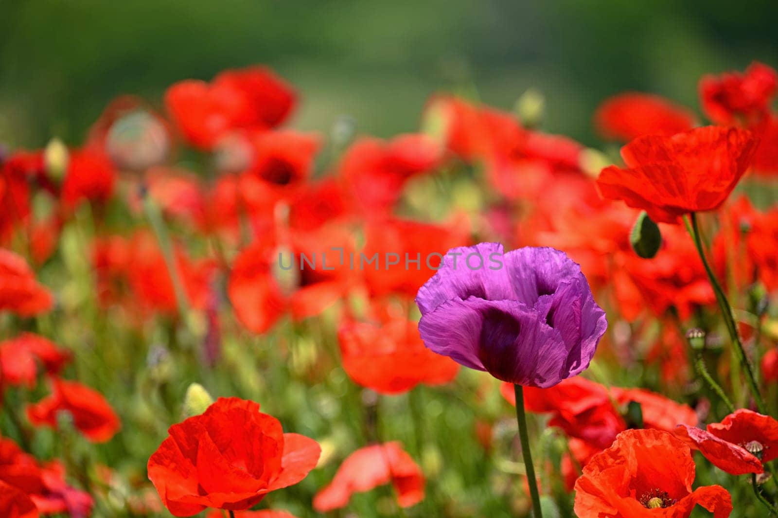 Purple poppy flower among red ones - uniqueness. Beautiful poppies blooming in the field. Beautiful summer background with flowers. 