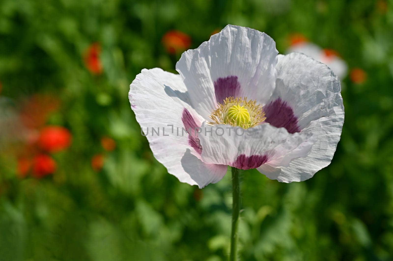 Beautiful large white flowers of the plant in the field. White poppies.  by Montypeter