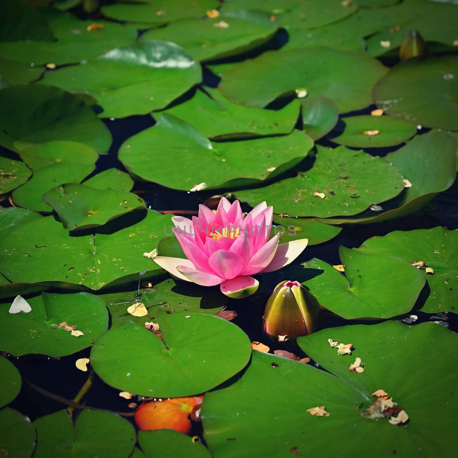 Beautiful blooming water lily plant. Colorful nature background for massage, spa and relaxation.