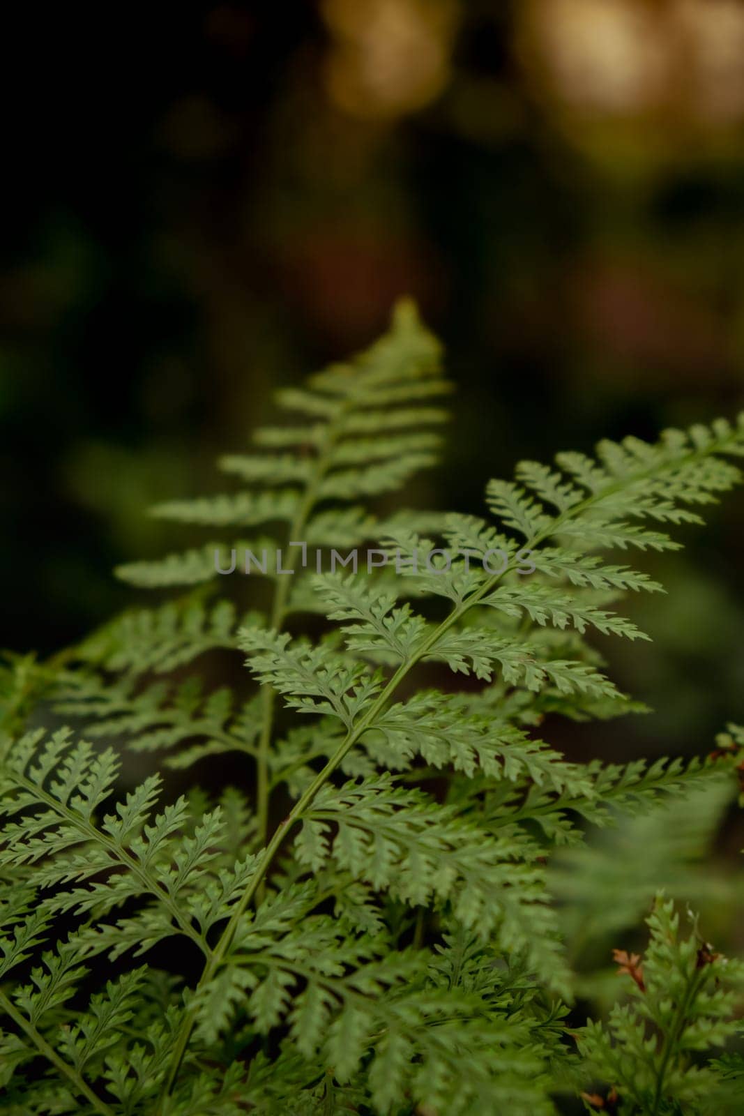 Beautyful ferns leaves green foliage natural floral fern background in sunlight. Wallpaper natural background. Close-up Of Fern Leaves