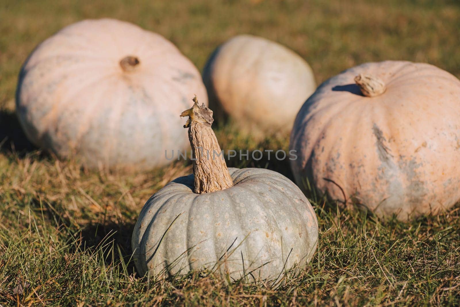 Harvest of pumpkins in autumn