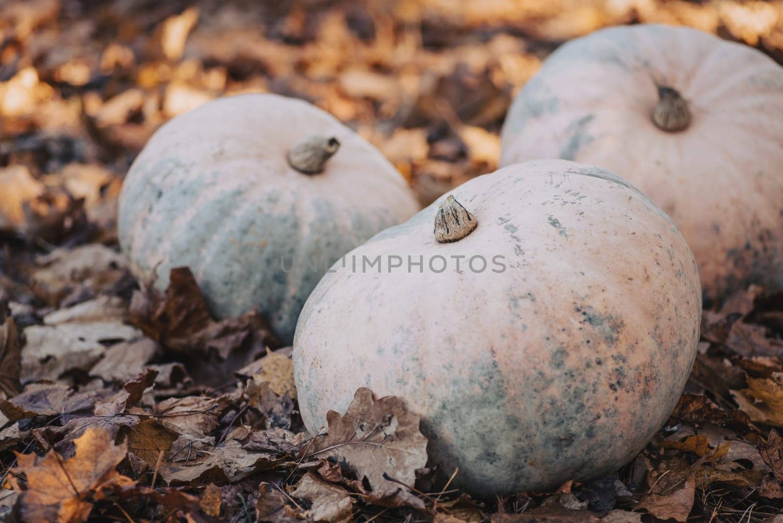 Autumn harvest concept, ripe pumpkins under the tree in garden