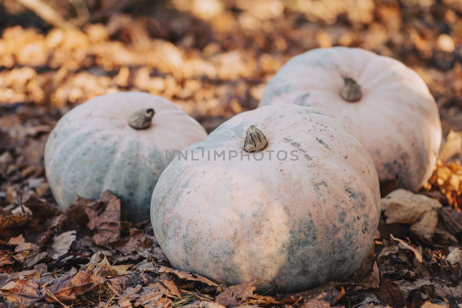 Autumn harvest concept, ripe pumpkins under the tree in garden