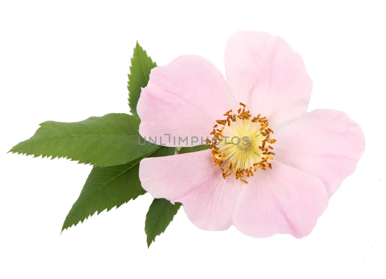 Dog rose flowers with leaves, isolated on white background