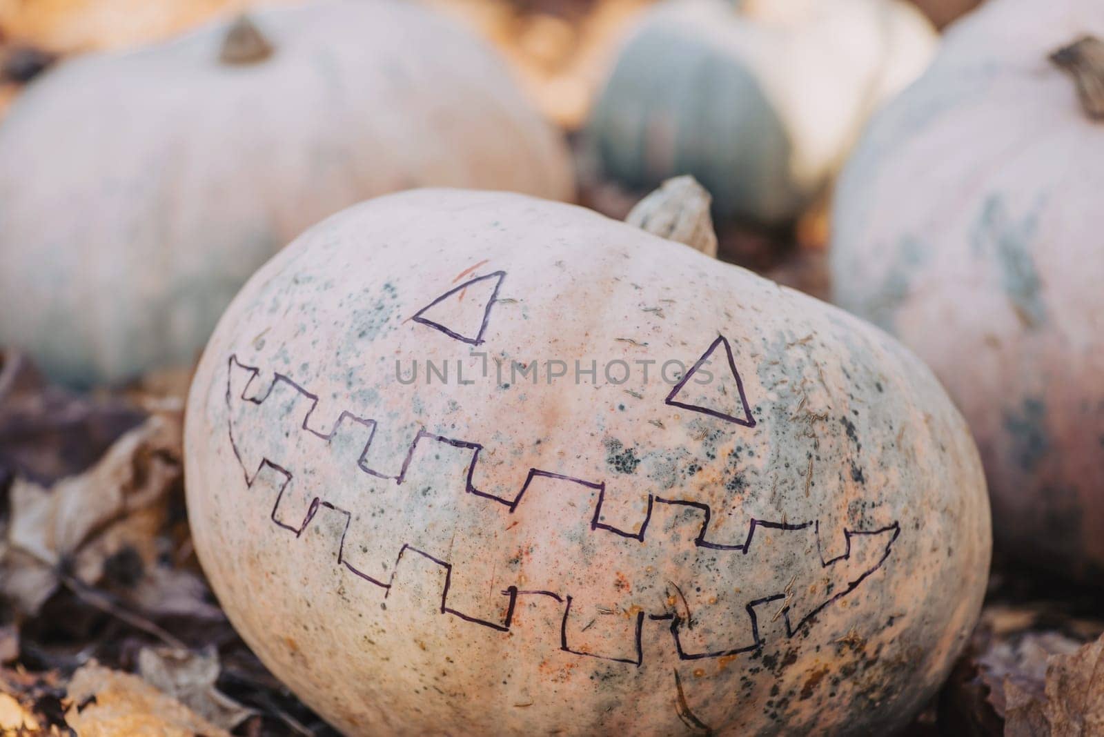 Concept of halloween preparations, painted pumpkin in the garden during autumn harvest, toned