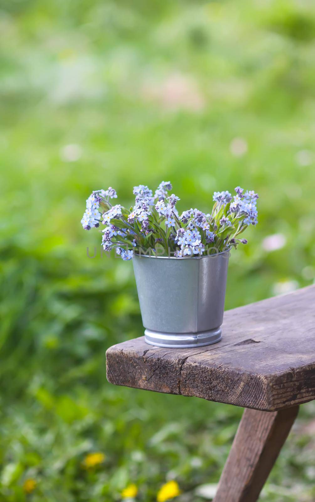 Forget-me-not blue spring garden flowers bouquet outdoors on the wooden bench