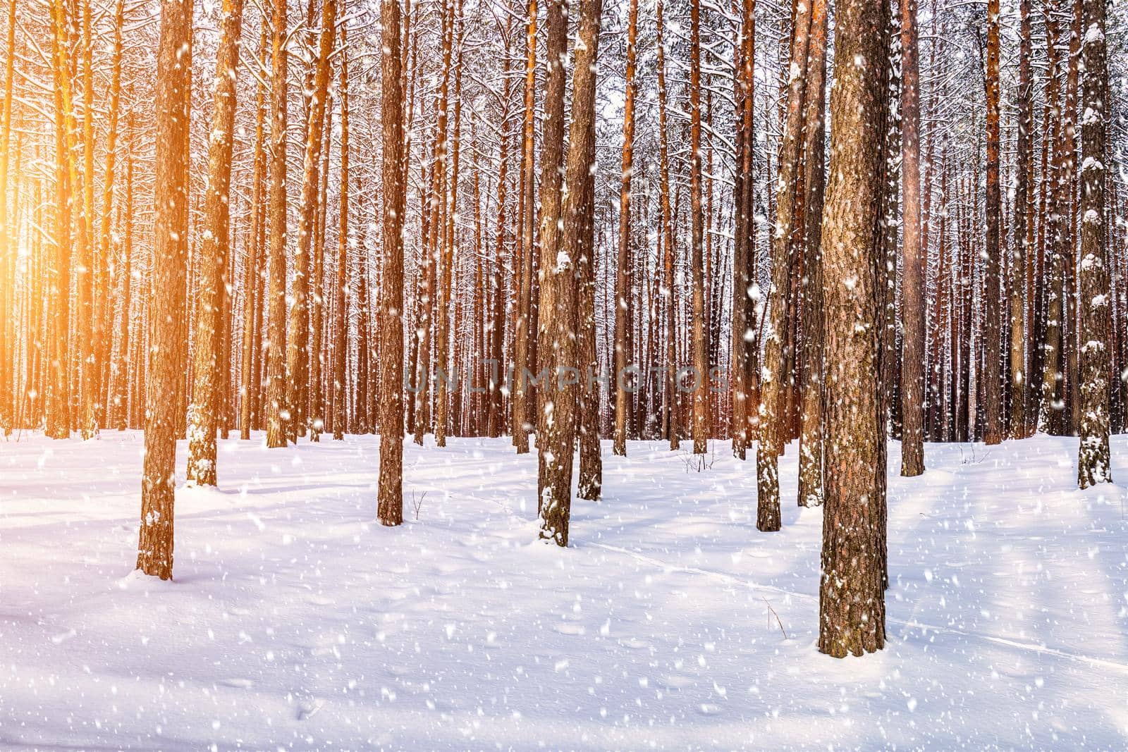 Sunset in the winter pine forest with falling snow. Rows of pine trunks with the sun's rays passing through them. Snowfall. by Eugene_Yemelyanov