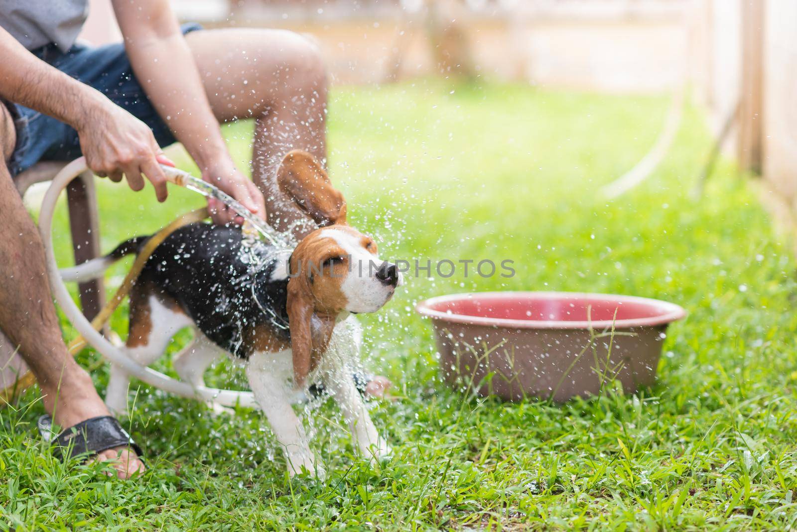 Cute puppy beagle taking a shower