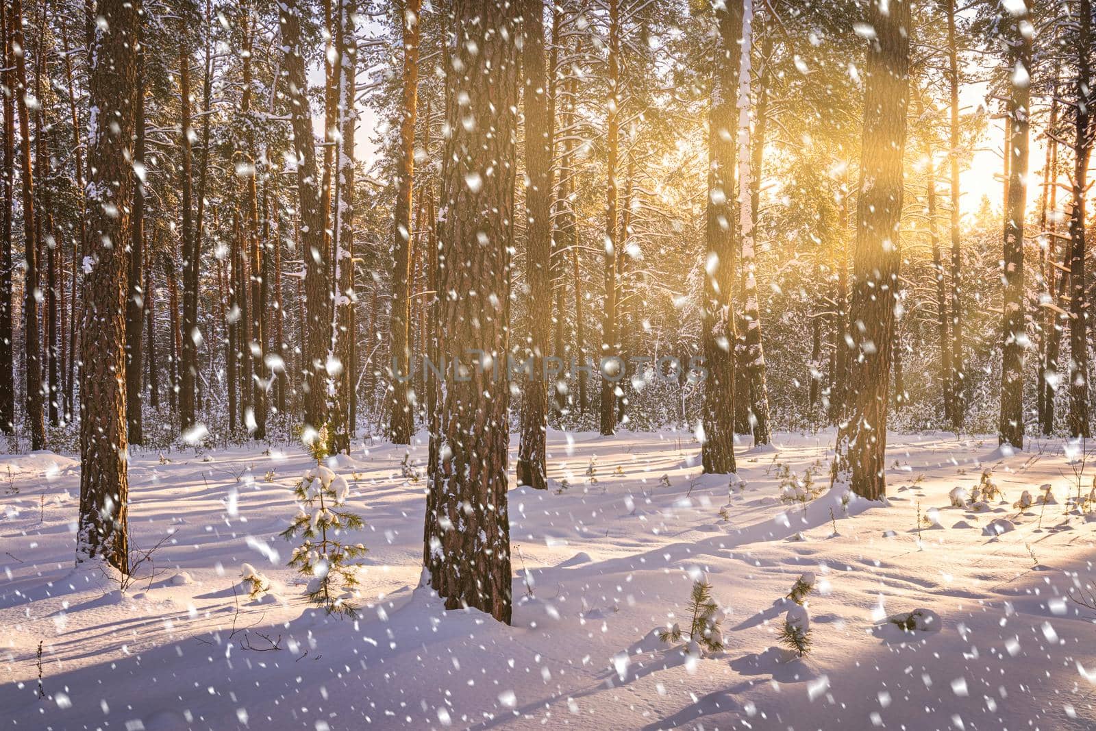 Sunset or sunrise in the winter pine forest with falling snow. Rows of pine trunks with the sun's rays passing through them. Snowfall.