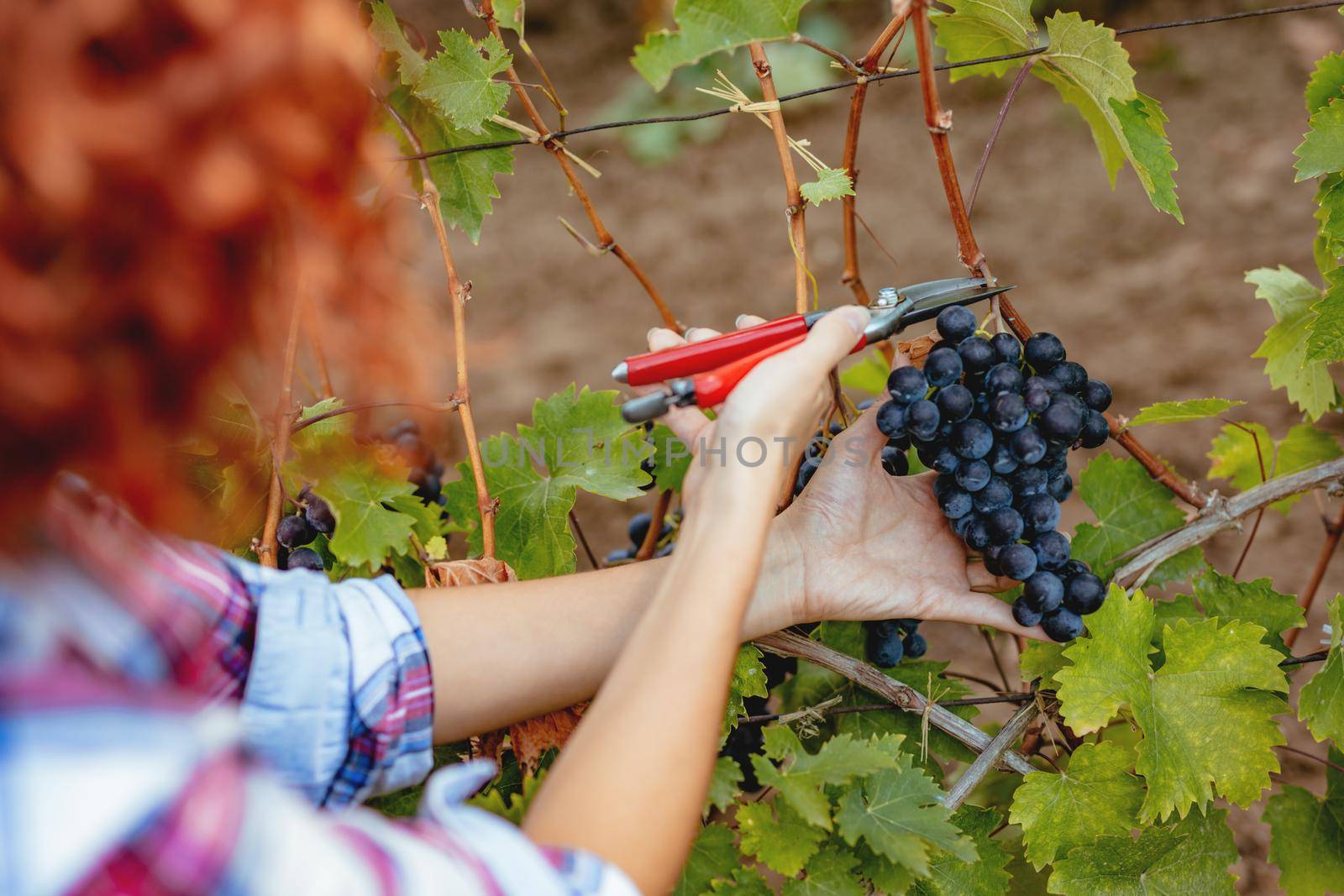 Rear view of a woman winemaker cutting grapes at a vineyard. Selective focus.