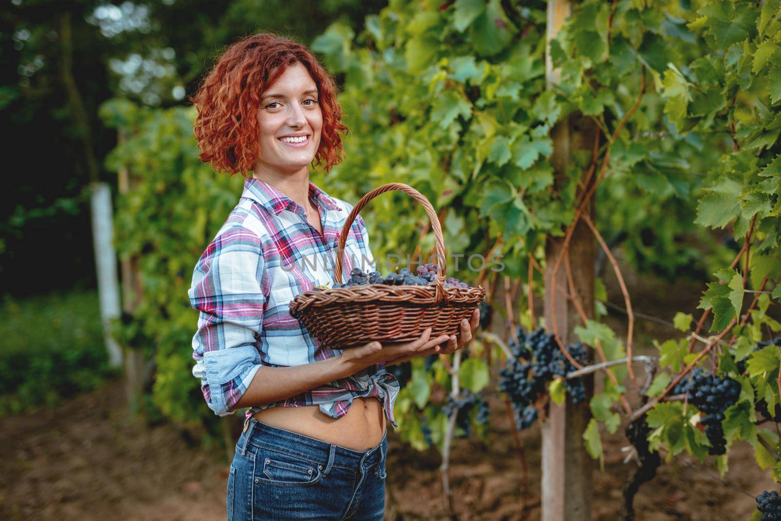 Beautiful smiling female winemaker at a vineyard. She is holding basket with grapes and looking at camera.