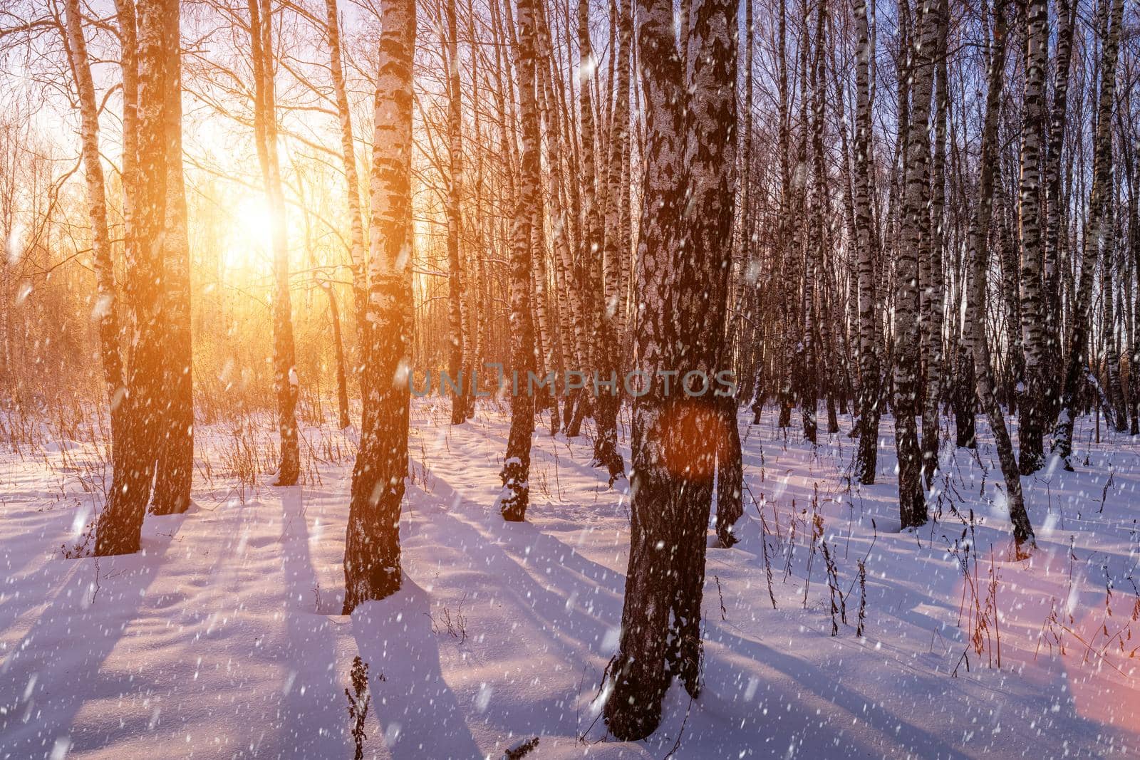 Sunset or sunrise in a birch grove with a falling snow. Rows of birch trunks with the sun's rays. Snowfall. by Eugene_Yemelyanov